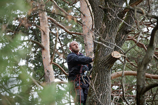 Reliable Roseland, OH Tree Removal Services Solutions